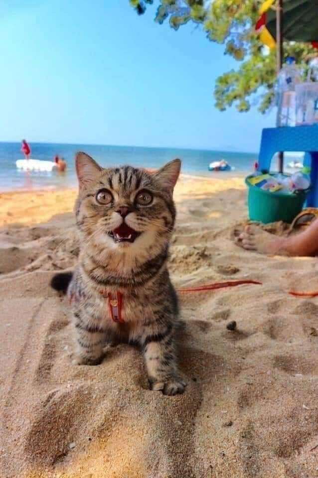 кошка на пляже кошка на пляже