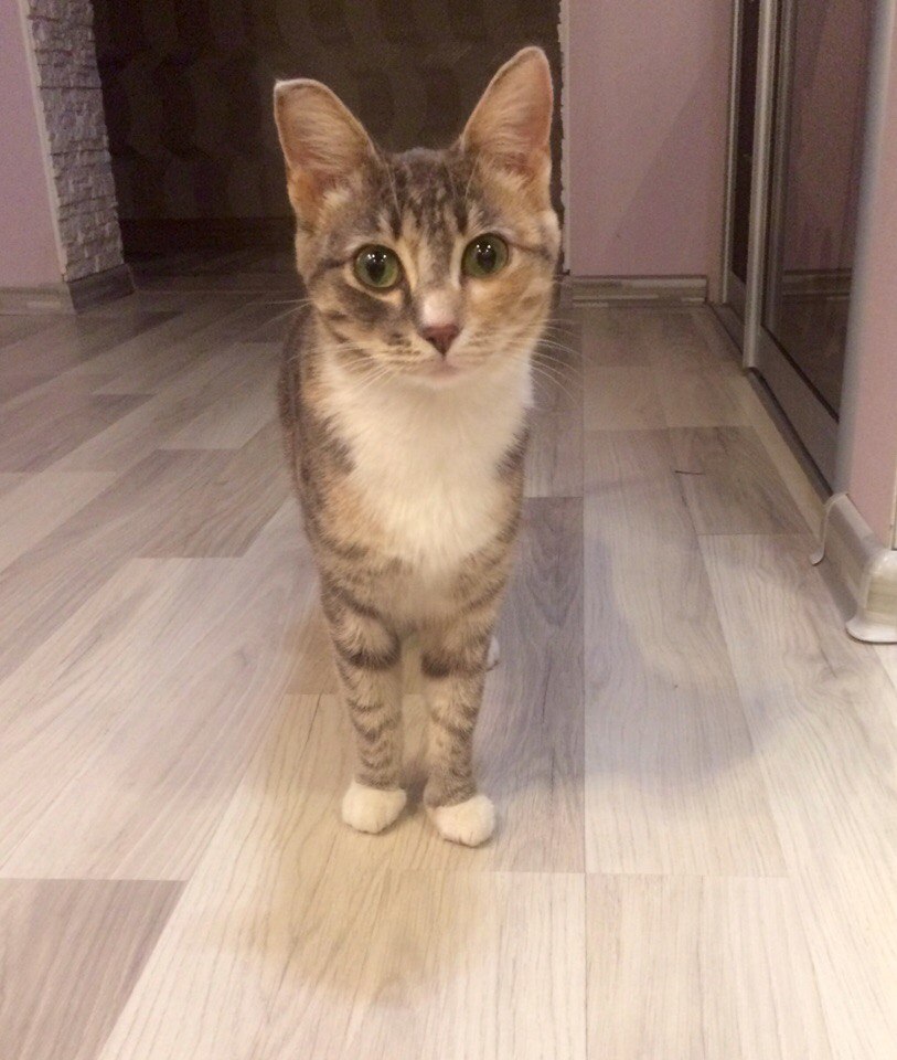 Кошечка с глазами голливудской дивы ищет дом! Срочно. Екатеринбург. Кошечка с глазами голливудской дивы ищет дом! Срочно. Екатеринбург.