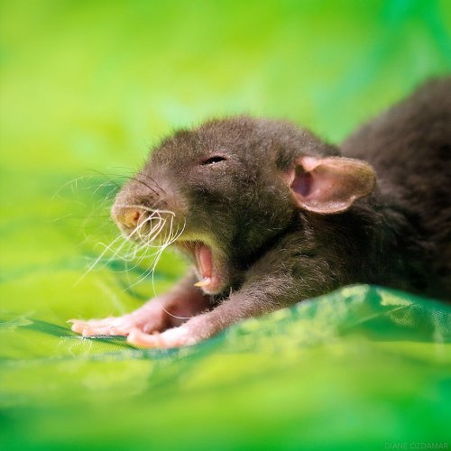Фотографии прелестных крыс, ломающие стереотипы об этих животных (19 фото)