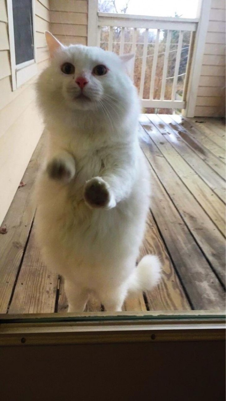 Без кота и жизнь не та