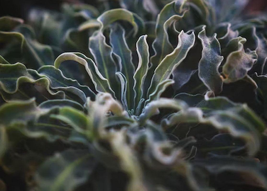 Кому не следует есть полезную морскую капусту: врач Антонова