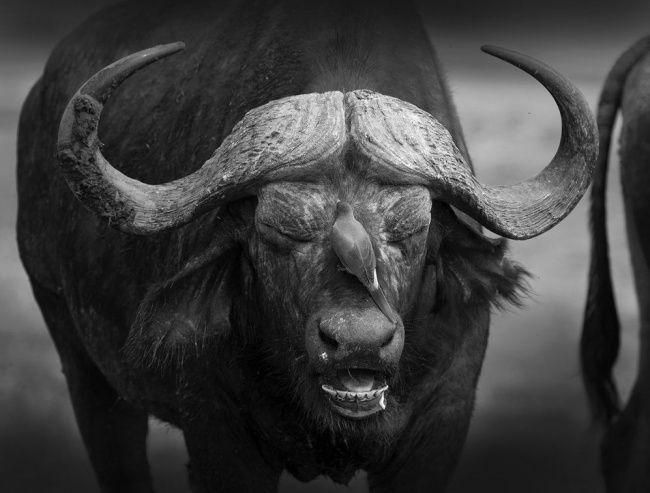 Лучшие фотографии National Geographic за прошедший месяц фото, national geographic, природа