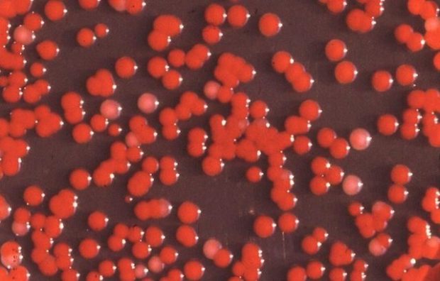 Бактерии Serratia Marcescens