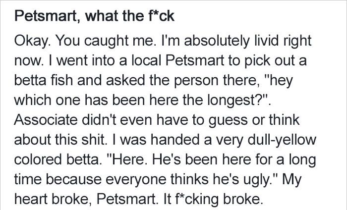 betta-fish-story-petsmart (1)