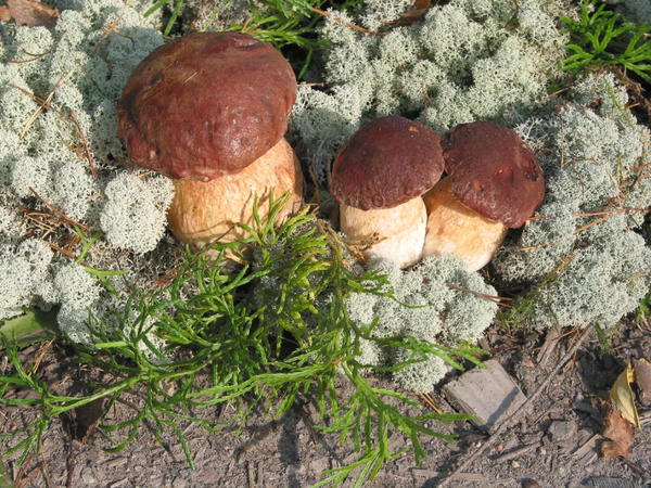 B&amp;amp;amp;amp;amp;amp;oacute;letus pinophilus, белый гриб сосновый