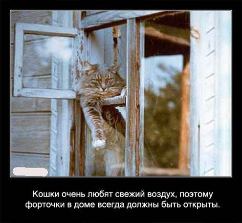 Интересные факты о кошках в картинках Интересные факты о кошках в картинках