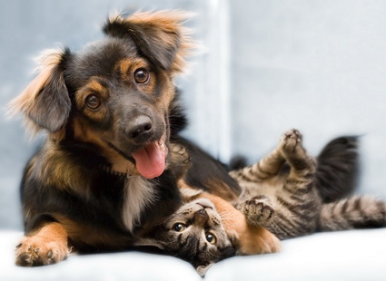 http://mainecoonpics.ru/wp-content/uploads/2017/08/kot-i-pes-3.jpg