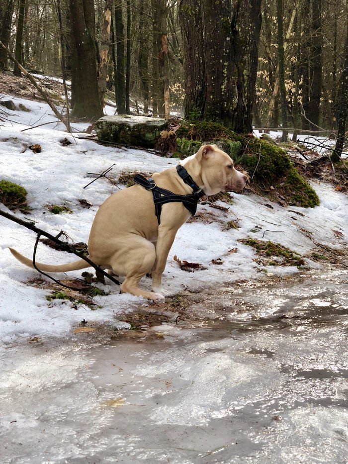 Ещё несколько шедевральных снимков из календаря Pooping Dogs-2019 животные, календарь, календарь 2019, креатив, прикол, собака, собаки, юмор