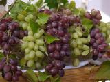 Ампелотерапия - лечение виноградом Полезные свойства винограда