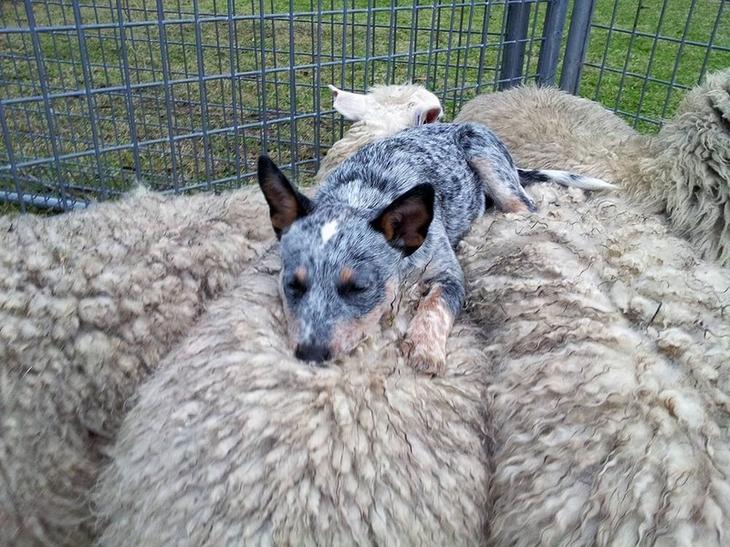 Спят усталые зверюшки