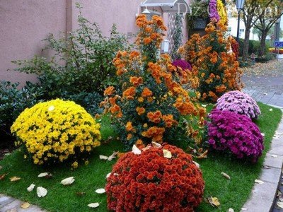 Осенняя клумба с шикарными шарами хризантем Осенняя клумба с шикарными шарами хризантем