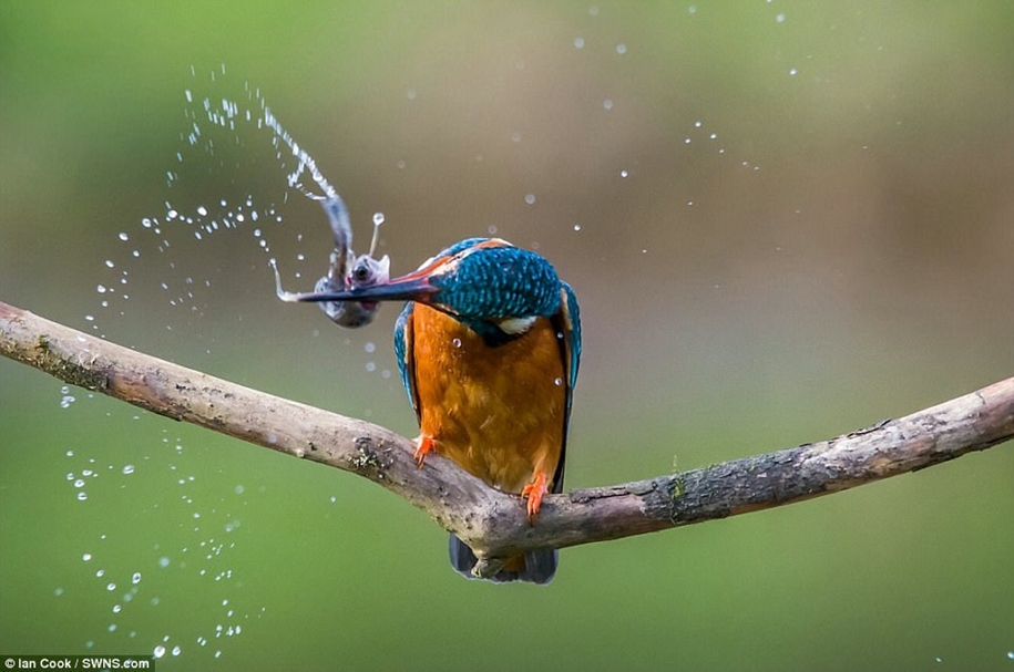 Победители конкурса фотографий животных Creatures Great and Small Победители конкурса фотографий животных Creatures Great and Small