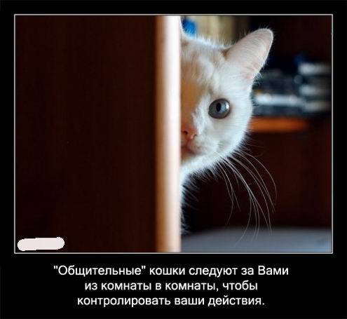 Интересные факты о кошках в картинках Интересные факты о кошках в картинках