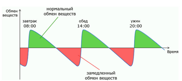 3720816_metabolizm_grafik (640x285, 26Kb)