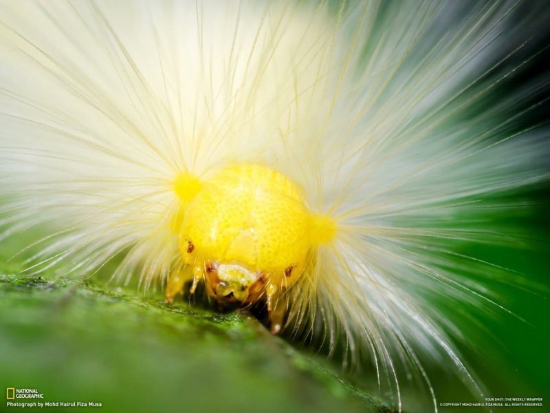 Подборка замечательных фотографий от National Geographic