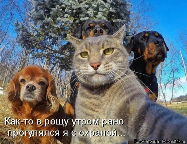 Котоматрицы для подзарядки позитивом))) Котоматрицы для подзарядки позитивом)))