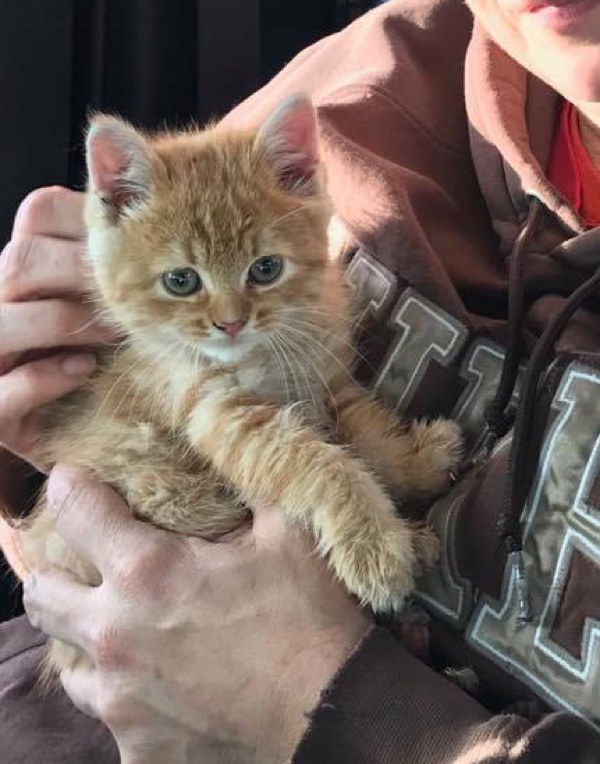 «Скорее за мной, мой ребенок в беде!» бродячая кошка просила о помощи