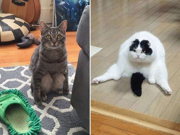 Смешные кошки, которые разучились сидеть по-кошачьи Смешные кошки, которые разучились сидеть по-кошачьи