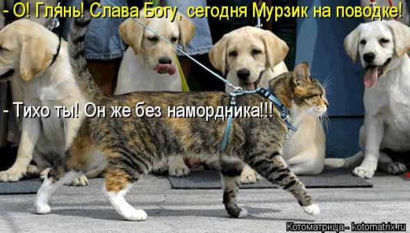 �����������(�������� � ���������)