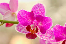 Цвет 2014 года Radiant Orchid