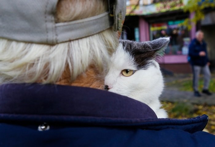 Кот, за которого предлагали 450 тысяч рублей Кот, за которого предлагали 450 тысяч рублей