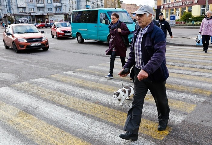 Кот, за которого предлагали 450 тысяч рублей Кот, за которого предлагали 450 тысяч рублей