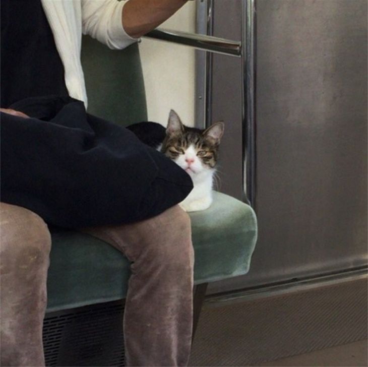 Кошка из Токио умеет самостоятельно ездить в метро Кошка из Токио умеет самостоятельно ездить в метро