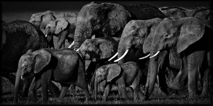 черно белые фотографии африканской дикой природы (6)