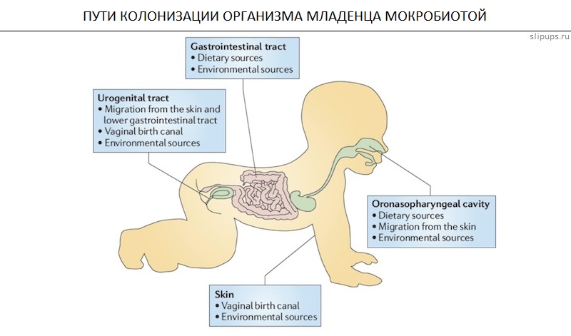 Микробиота ожирения