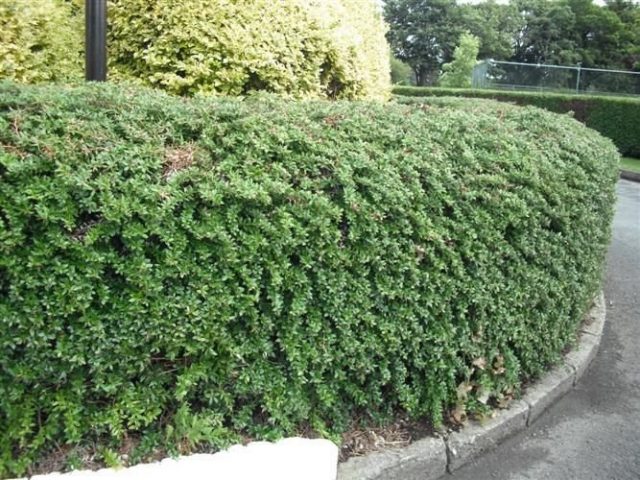 Барбарис сизо-белый (Berberis candidula C.K.Schneid.) Барбарис сизо-белый (Berberis candidula C.K.Schneid.)