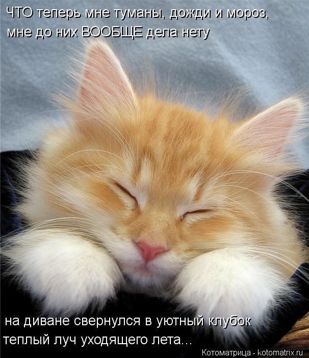 ����������� (49 ����)