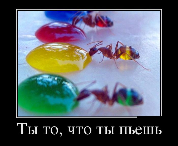 Подборка демотиваторов веселых и свежих со смыслом (12 фото) Подборка демотиваторов веселых и свежих со смыслом (12 фото)