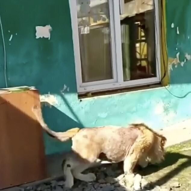 Как спасали искалеченного жадными людьми царя зверей Как спасали искалеченного жадными людьми царя зверей
(10 фото + 1 видео)