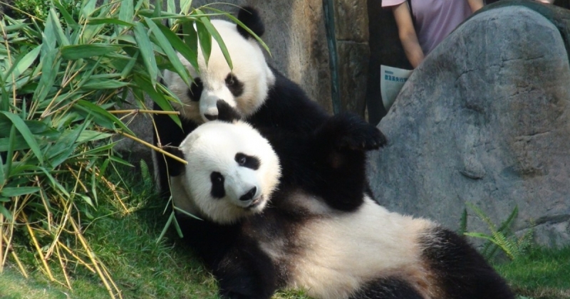 Панды в зоопарке Гонконга воспользовались карантином и спарились впервые за 10 лет