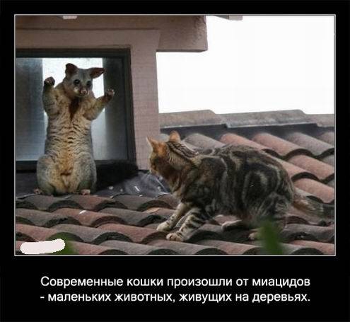 Интересные факты о кошках в картинках Интересные факты о кошках в картинках