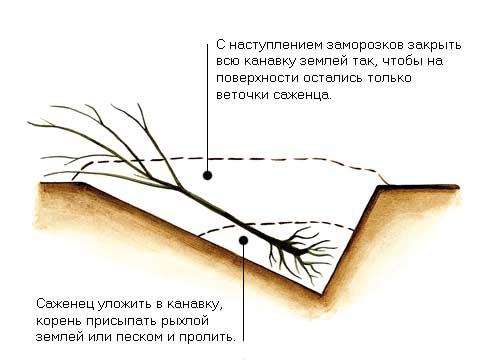3937411_00032403 (492x360, 25Kb)
