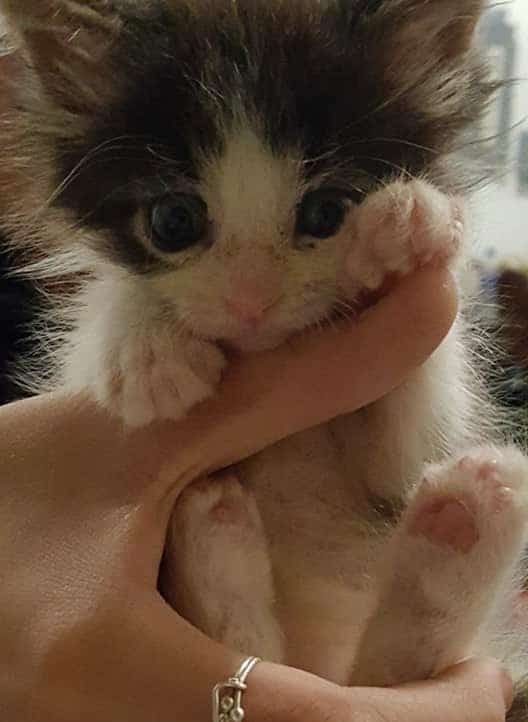 девушка спасла котенка котенок в руках