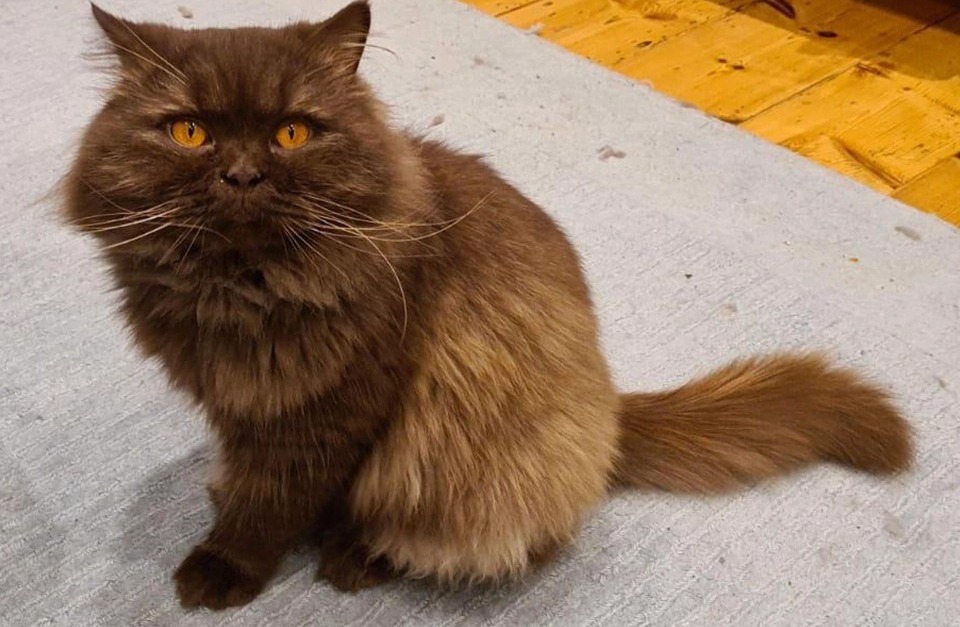 На побережье Британии нашли кота из России, который преодолел более 3 000 км