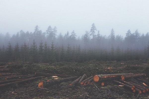 Китайские СМИ обиделись на сибиряков, за запрет экспорта леса Китайская газета об экспорте леса из России: Сибирь является территорией КНР