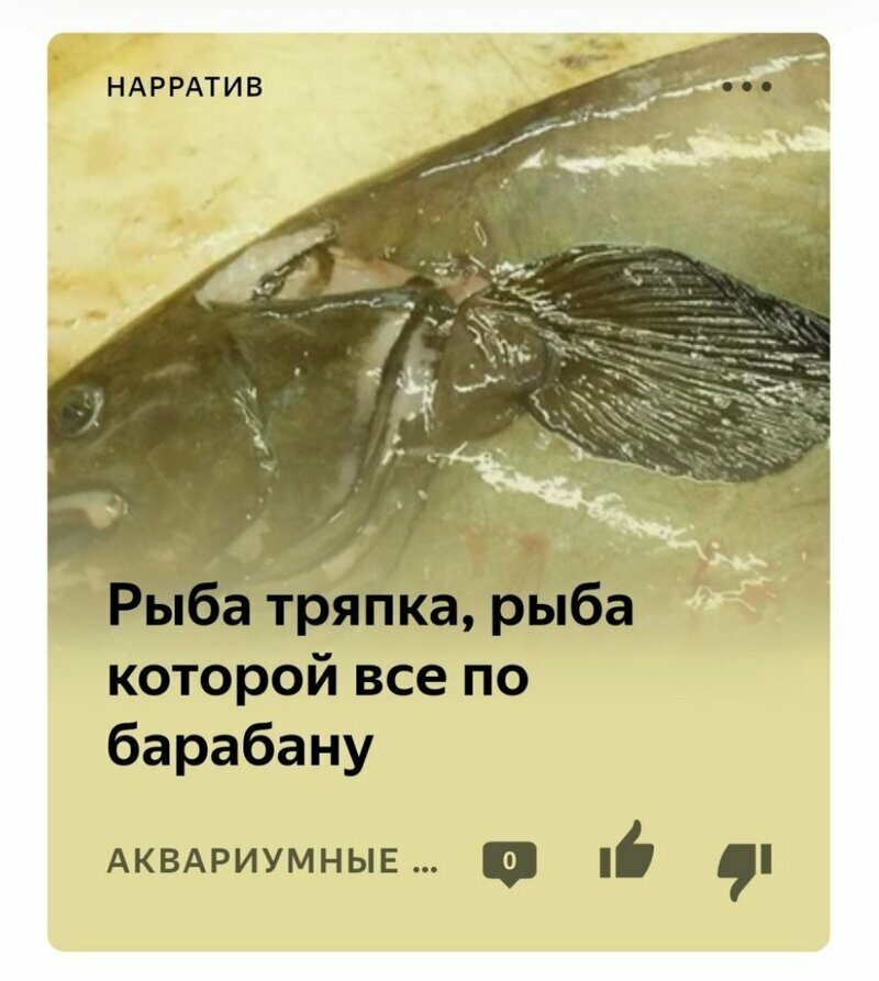 Яндекс.Дзен фигни не посоветует Яндекс.Дзен фигни не посоветует
(18 фото)