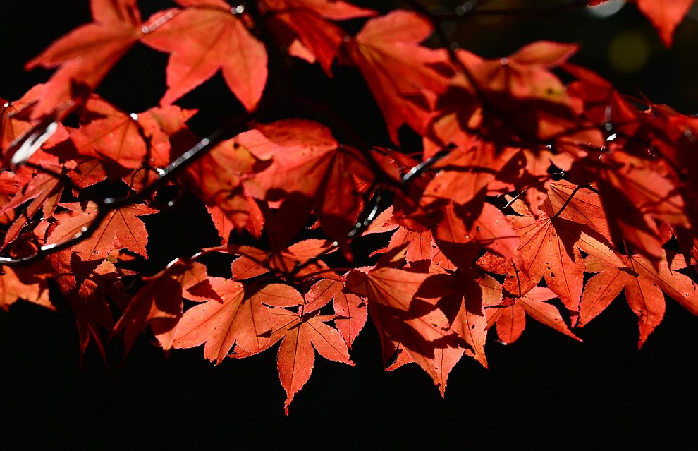 Осенние листья в ландшафтном парке Шеффилд