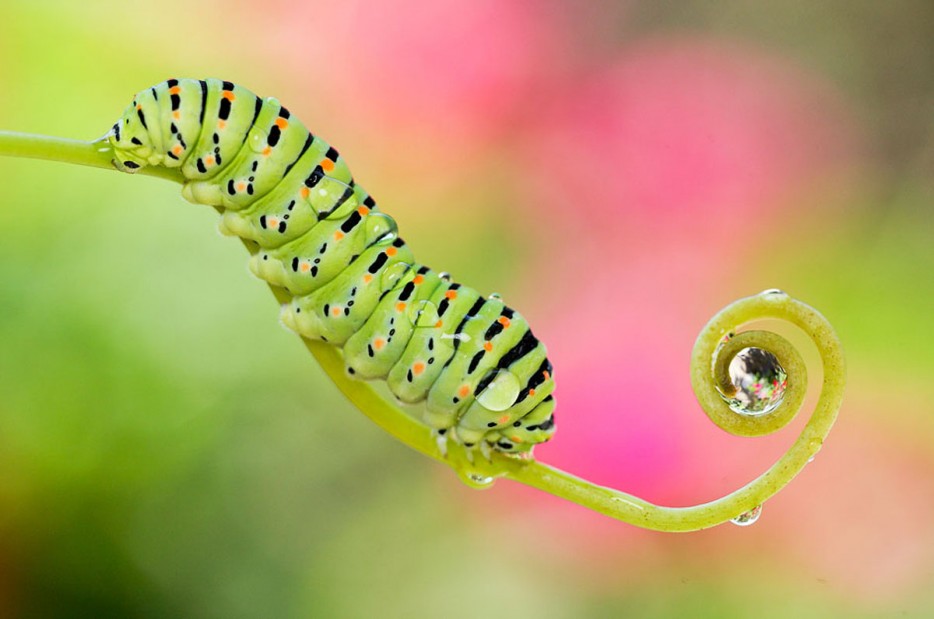 35 потрясающих 
снимков насекомых