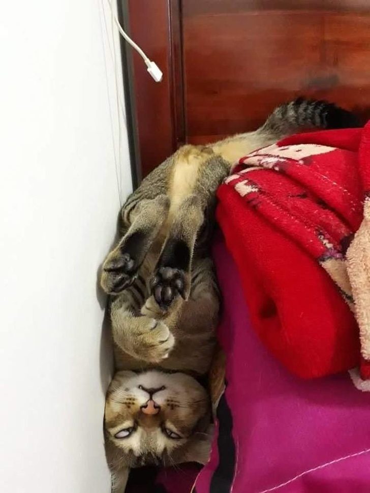 30 восхитительных котов, харизме которых невозможно сопротивляться