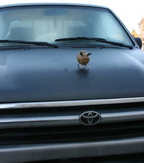 Весёлые шильдики на авто Весёлые шильдики на авто