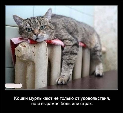 Интересные факты о кошках в картинках Интересные факты о кошках в картинках
