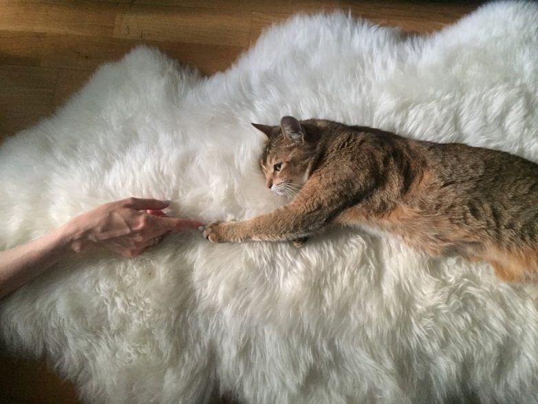 Смешные и очаровательные животные Смешные и очаровательные животные