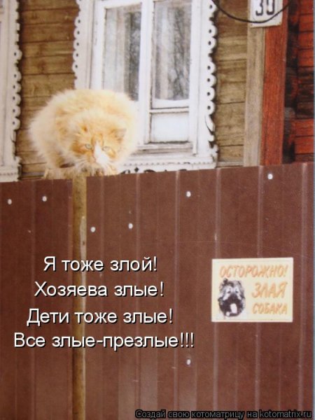котомашечки от Лисицы))