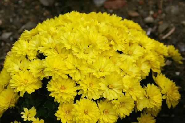 Хризантема садовая сорт Padre Yellow, фото автора Хризантема садовая сорт Padre Yellow, фото автора