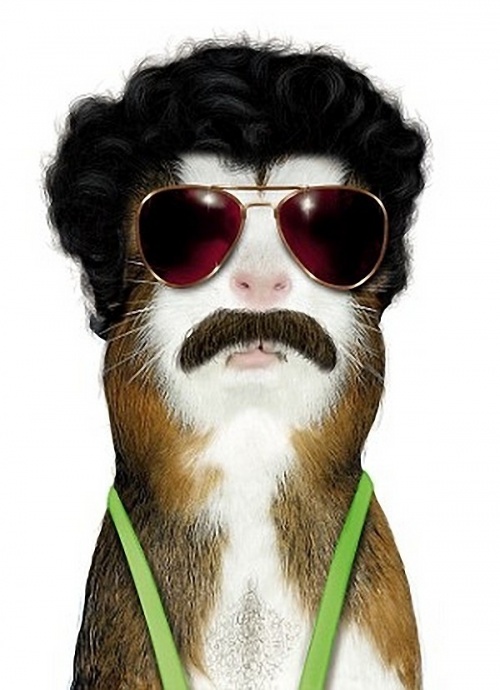 Животные  - двойники  знаменитостей