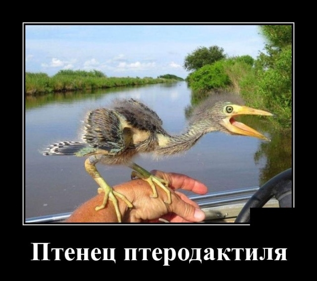 Демотиваторы Демотиваторы